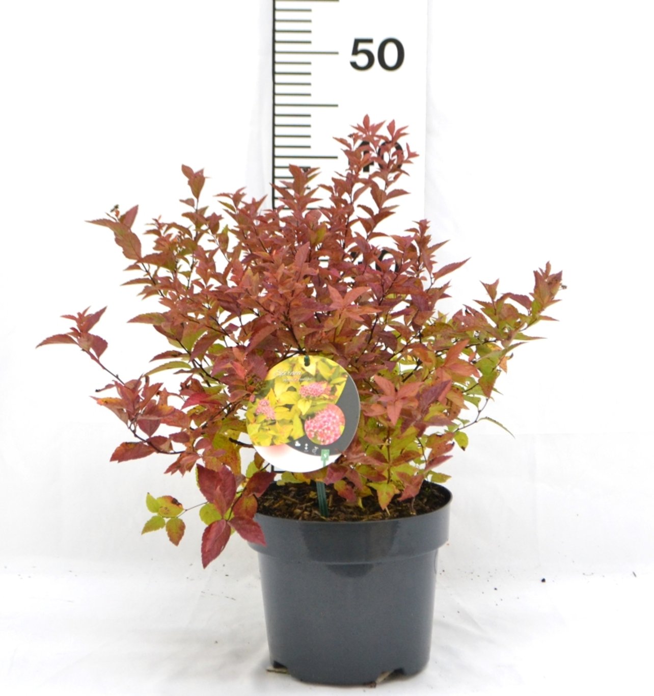 Spiraea jap. 'Firelight' - C3 20-40 CM